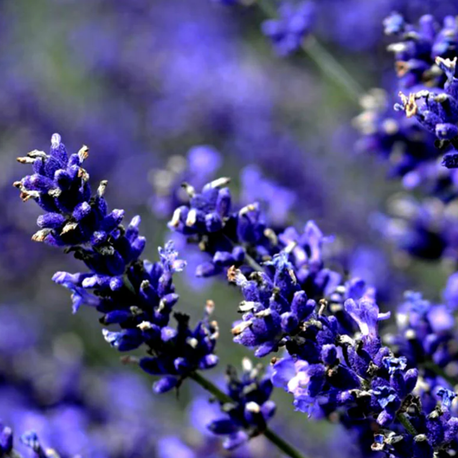 lavanda
